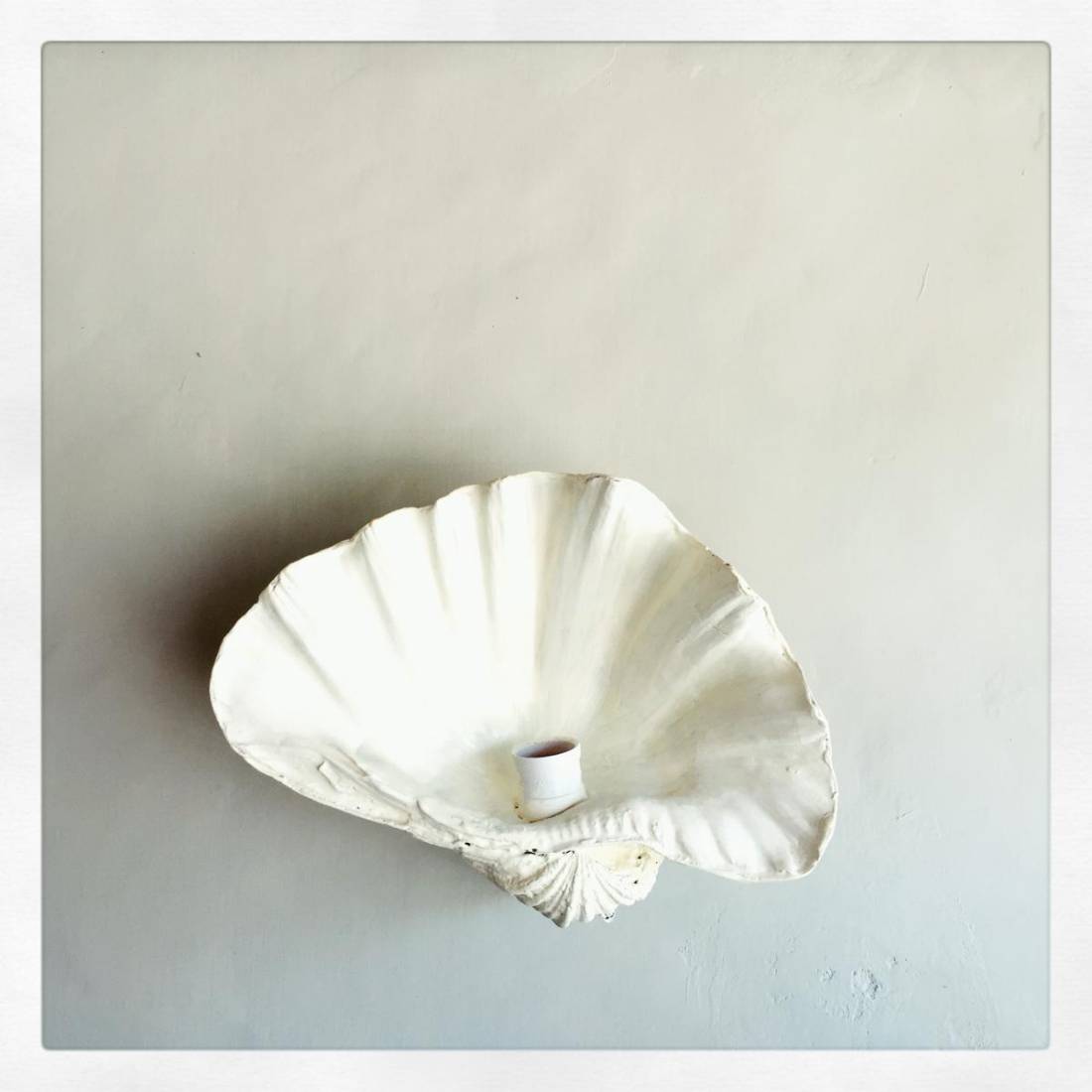 Fluted Shell Open Face Wall Light - hadleyjameslighting